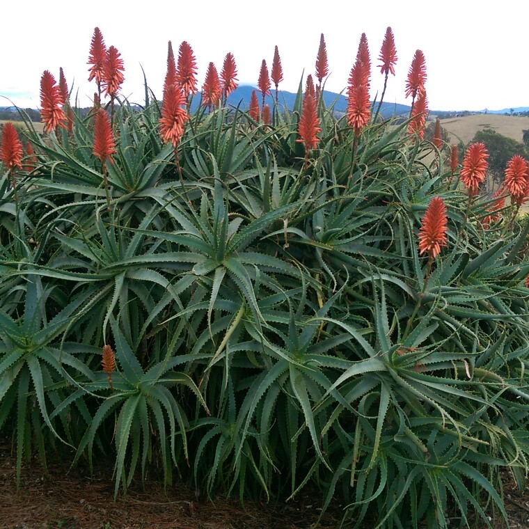 Aloe Vera