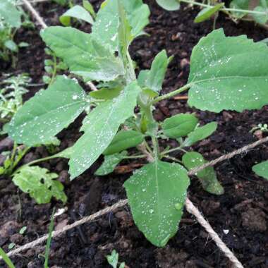 Lambs Quarters