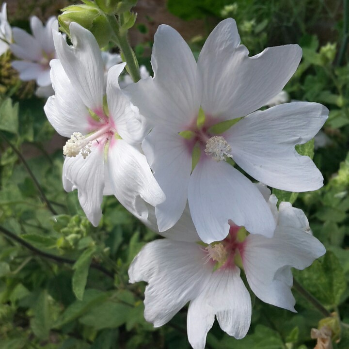 Plant image Lavatera trimestris 'White Beauty'