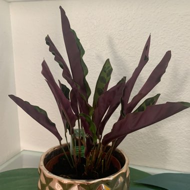 Calathea lancifolia