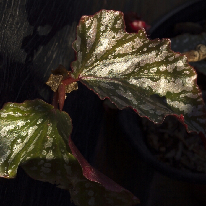 Plant image Begonia 'Dragon Wing'