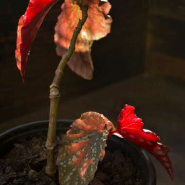 Begonia 'Dragon Wing'