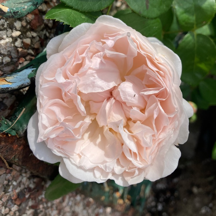 Plant image Rosa Saint Swithun