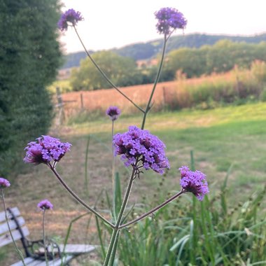 Verbena 'Lollipop'