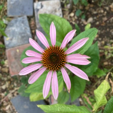 Coneflower 'Magnus'