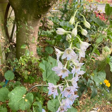 Delphinium 'Pacific Giants'