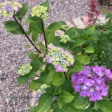 Hydrangea