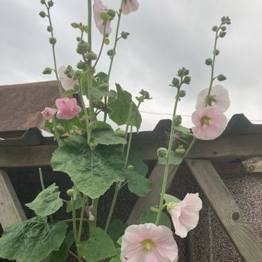 Hollyhock