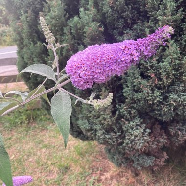 Butterfly Bush