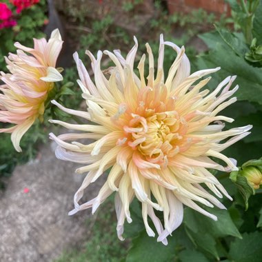 Dahlia