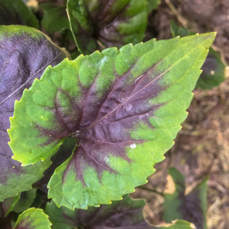 Plant image Viola 'Heartthrob'