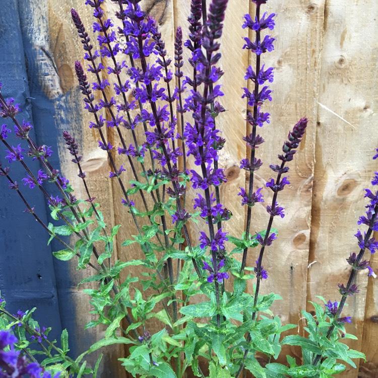 Plant image Salvia x sylvestris 'Blauhugel' syn. Salvia nemorosa 'Blue Mound', Salvia nemorosa 'Blauhugel', Salvia 'Blue Hills'