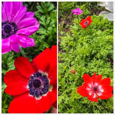 Anemone coronaria De Caen (Mix)