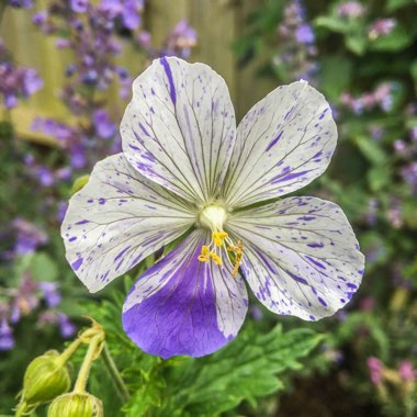 Geranium pratense 'Striatum' syn. Geranium pratense 'Splish Splash'