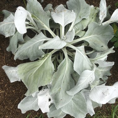 Senecio candicans 'Angel Wings'