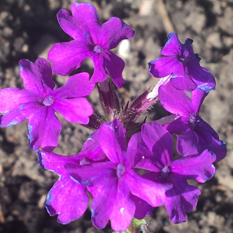 Plant image Glandularia 'Homestead Purple' syn. Verbena 'Homestead Purple'