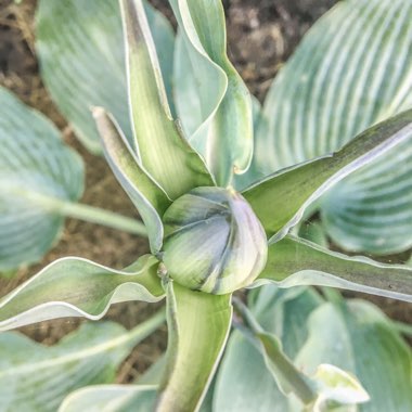 Hosta (Tardiana Group) 'Devon Blue'