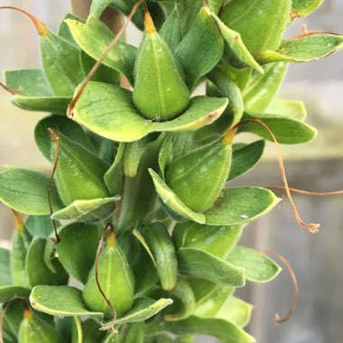 Digitalis purpurea