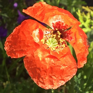 Papaver