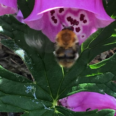 Digitalis purpurea