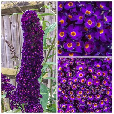 Buddleja davidii 'Black Knight'