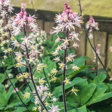 Tiarella 'Pink Skyrocket'