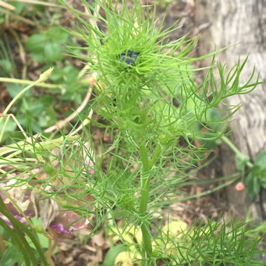 Nigella