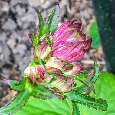 Astrantia major 'Rubra'