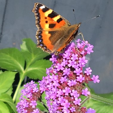 Verbena bonariensis