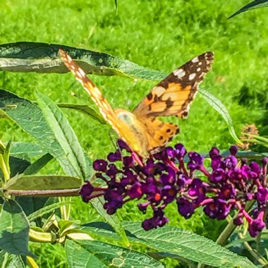 Buddleja davidii 'Black Knight'