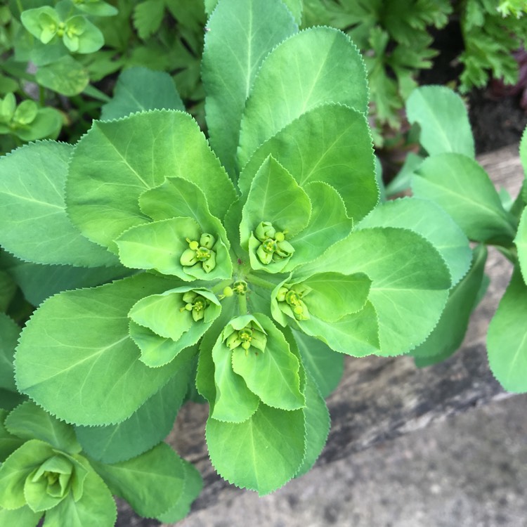 Plant image Euphorbia epithymoides 'Bonfire'