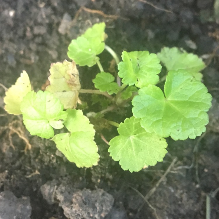 Plant image Malva moschata