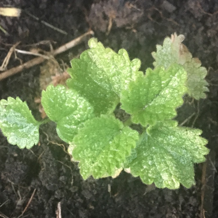 Plant image Lamium purpureum