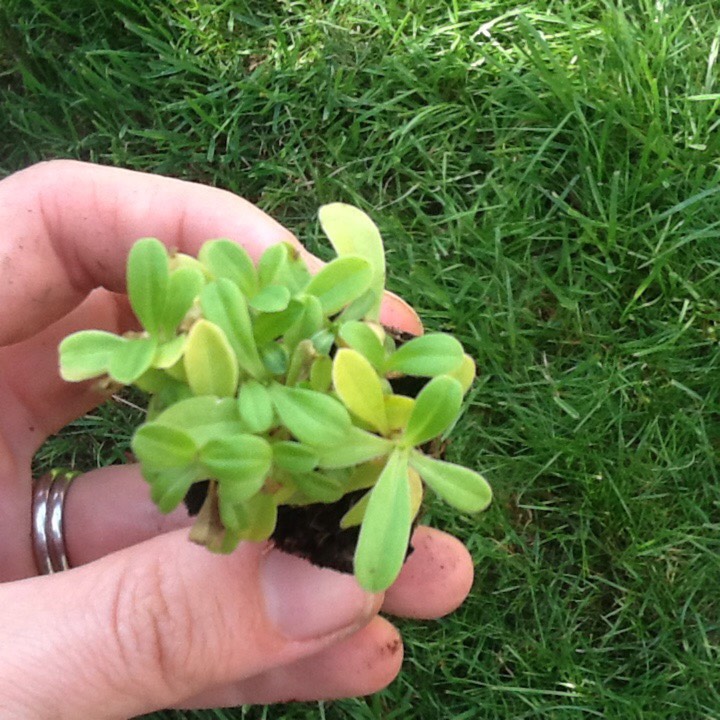 Plant image Saponaria officinalis 'Rosea Plena'