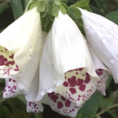 Digitalis purpurea