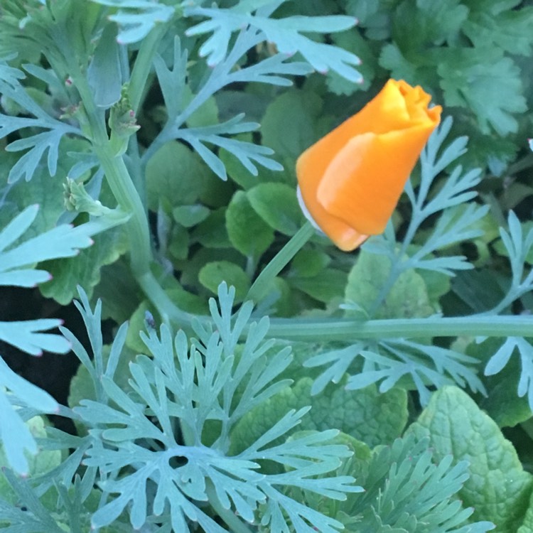 Plant image Eschscholzia californica 'Orange King'