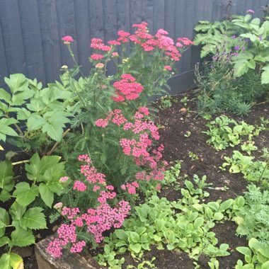 Achillea Millefolium 'Cerise Queen' syn. Achillea Millefolium 'Cherry Queen'