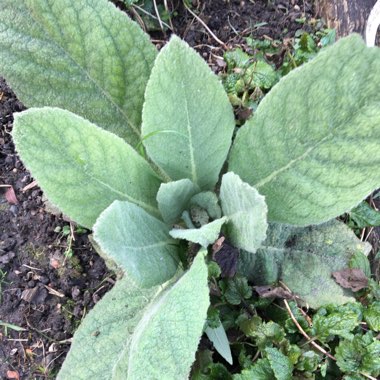 Verbascum