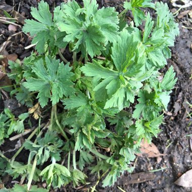 Geranium pratense 'Striatum' syn. Geranium pratense 'Splish Splash'