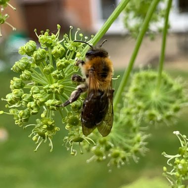 Angelica archangelica; syn Angelica officinalis