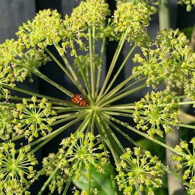 Angelica archangelica; syn Angelica officinalis