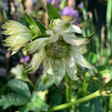 Astrantia major subsp. involucrata 'Shaggy'