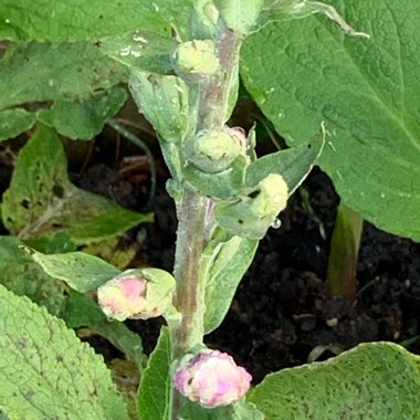 Common Foxglove