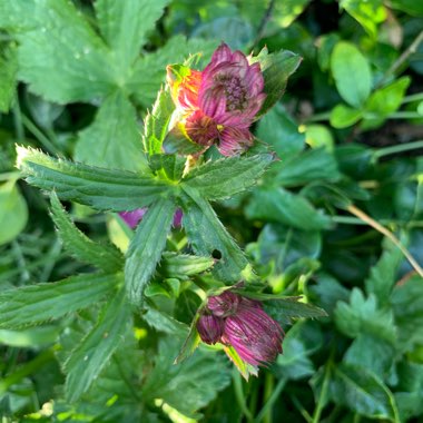 Masterwort 'Rubra'