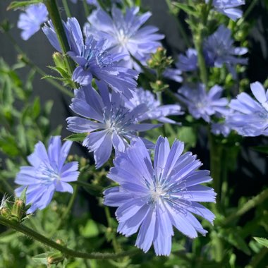 Chicory