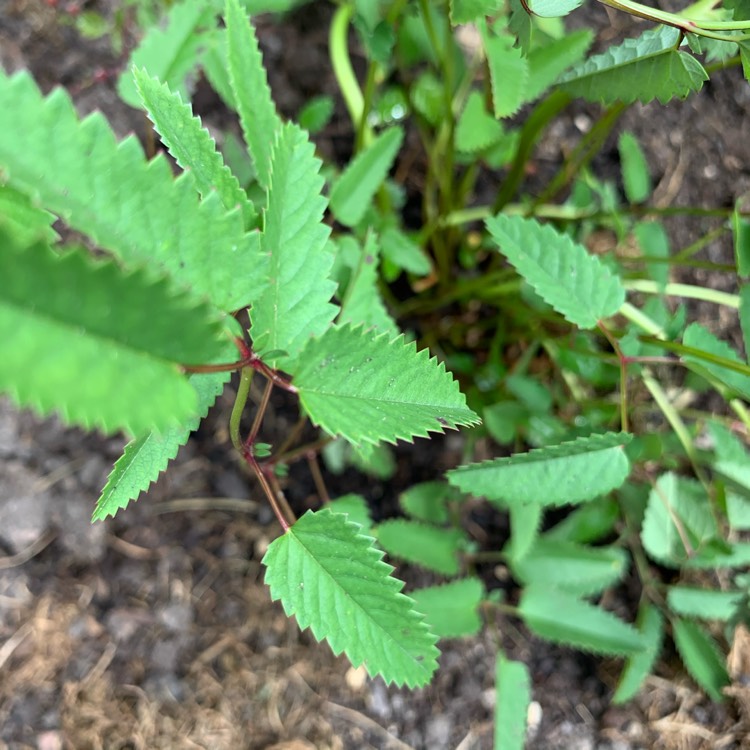 Plant image Sanguisorba officinalis 'Red Thunder'