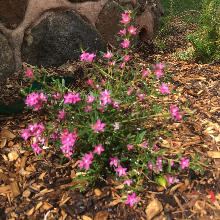 Plant image Crowea species