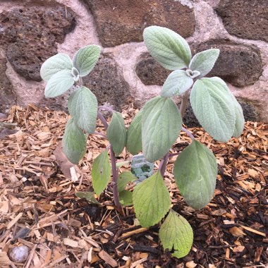 Plectranthus argentatus