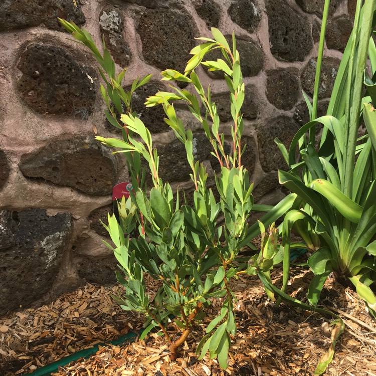 Plant image Leucadendron salignum x discolour 'Sixteen Candles'