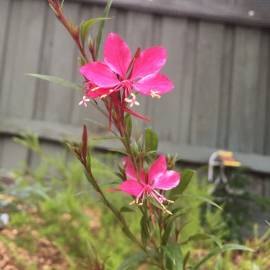 Oenothera lindheimeri 'Siskiyou Pink' syn. Gaura lindheimeri 'Siskiyou Pink'